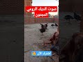 صوت الديك الرومي المجنون 