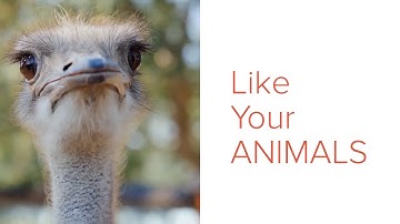 Red Lake Diatomaceous Earth BY Absorbent Products Ltd  1