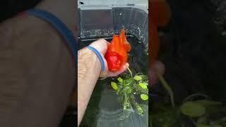 Day 31 Viola Update- Egg Bound, Bloated Goldfish