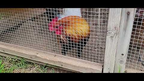 Qab qus qua zoo kawg.