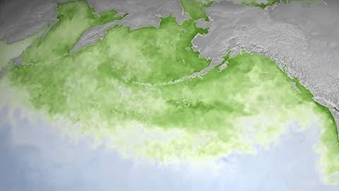 A decade of Pacific phytoplankton blooms