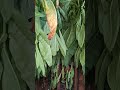 Third Harvest Curing #garden #gardening #farming #tobaccotalk #tobaccofarming #growyourownfood