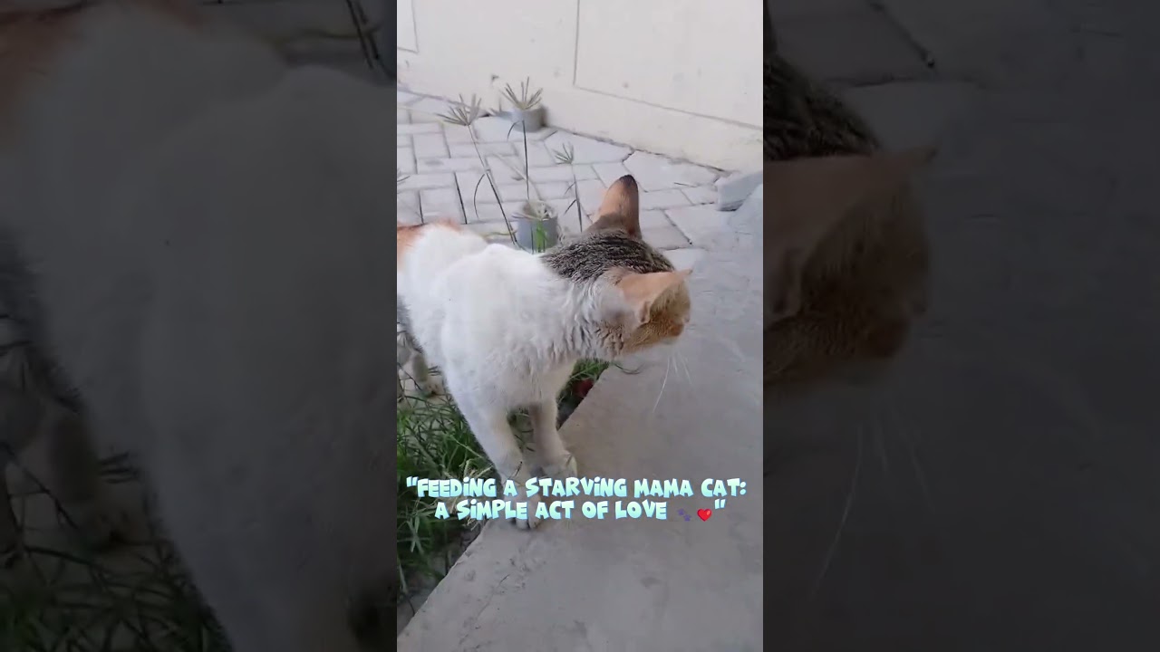 "Stray Cats in the Factory"