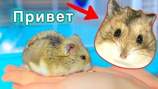 МОЙ ХОМЯК - ЗНАКОМЬТЕСЬ, ЧЕМ ЗАНИМАЕТСЯ ХОМЯЧОК | Elli Di Pets