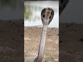 #kingcobra#किंग कोबरा दुनिया का सबसे ख़तरनाक सांप#