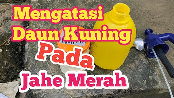 Cara mengatasi Daun Jahe Merah Menguning