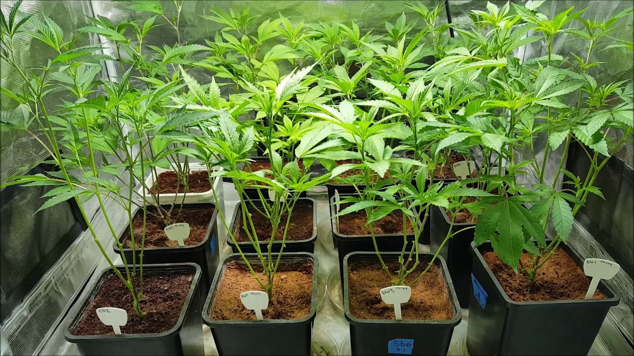 Brandy Wine , Cake Bomb , Chem 4 x Platinum - part 7