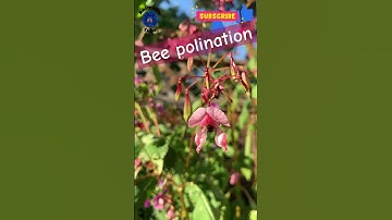 bee pollination part 1