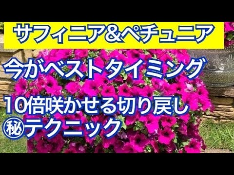 サフィニア ペチュニアを10倍咲かせる摘心 切り戻しの方法 実演します ガーデニング 園芸 今がベストタイミング満開に咲かせる テクニック Youtube