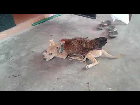 Dog and hen friend