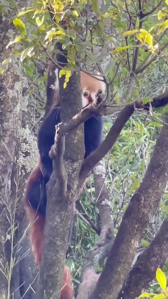 Red Panda Special, Part Three: Dine ‘n’ Climb - YouTube
