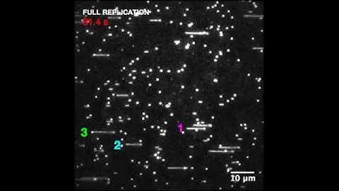 Video Imaging of DNA Replication