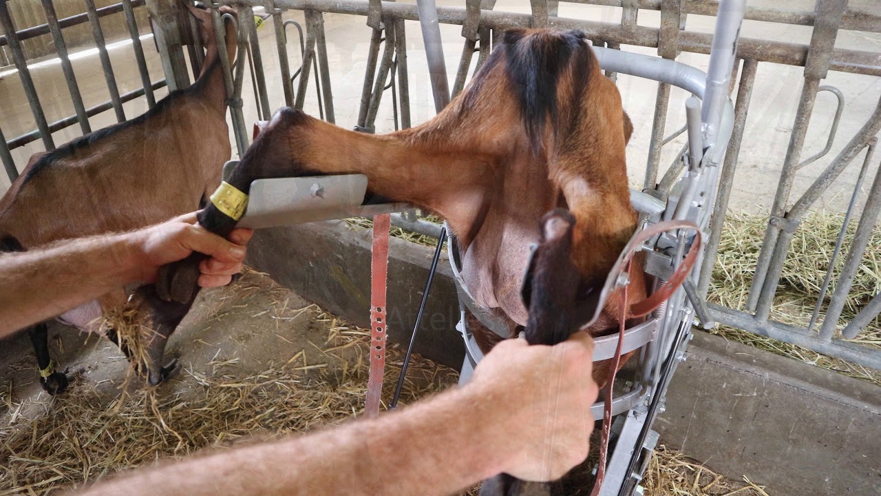 ETS LOISEAU - Cage d'insémination caprine - CAPR'I D'OR 2018