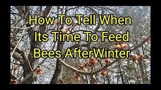 How To Tell When Its Time To Feed Bees After Winter
How To Tell When Its Time To Feed Bees After Winter. Red maple blooming is the perfect time to know when its time to start feeding your honey bees after winter.
Barnyardbees.com For
All Your Beekeeping Supplies
To order our Barnyard Bees hats, click on the link below. Link to super packages is also below.
Click Below To Order Super Packages https://barnyardbees.com/product/2023-super-package-kits-copy/
Click below to order our hats
https://barnyardbees.com/product/barnyard-bee-hats/
Click below to order queen
https://barnyardbees.com/product/queen-bee-shipped-by-date/
Package link:
https://barnyardbees.com/product/2023-packages-gentle-stock-packaged-bees/
Checkbout our Facebook page for beetle barn bait.
Queen Bee (Shipped by Date) – Barnyard Bees
https://barnyardbees.com/product/queen-bee-shipped-by-date/
Beetle Blaster – Barnyard Bees
https://barnyardbees.com/product/beetle-blaster/
Guardians
Beetle Traps for Entrances – Barnyard Bees
https://barnyardbees.com/product/beetle-traps-for-entrances/
Please help share our videos, click on little bell, like and subscribe, thanks for watching Barnyard Bees.
Click here to order The Bee Funnel
Bee Funnel – Barnyard Bees
https://barnyardbees.com/product/bee-funnel/
Click here to give us a review
BarnYard Bees Inc would love your feedback. Post a review to our profile.
https://g.page/Barnyardbees/review?gm
Check out the TikTok video here
https://vm.tiktok.com/KaLSG7/
2 frame nuc measurments.
Bottom board is 5x 21
Sides 10 1/4 x 19 3/4
Front 3 1/2 x 8 3/4
Back 3 1/2 x 9 1/2.......
5 frame nuc measurments.
Bottom board is 9x 21
Sides 10 1/4 x 19 3/4
Front 7 1/2 x 8 3/4
Back 7 1/2 x 9 1/2.........
Top feeder box
Bottom 10 1/2 x 20
Sides. 3 1/2 x 20
Ends. 3 1/2 x 12......
All of these measurements are based on assembling with 3/4 material such as Advantech...
Please like and subscribe.
2023 Packages (Gentle Stock Packaged Bees) – Barnyard Bees
https://barnyardbees.com/product/2023-package-deposits/
Check out the TikTok video here
https://vm.tiktok.com/KaLSG7/
Check out my YouTube channel on homesteading. Click on link below
https://www.youtube.com/channel/UC3NYHm5C1aF1b4HVbbQJEOA
Check out video below on how to make your own brood builder.
https://youtu.be/TqSswyKIIUE
Check us out on Instagram below
https://www.instagram.com/barnyardbeesinc/
Check out our Facebook page below
https://www.facebook.com/groups/1840466109605990/
Click below to order Nucs, packages, and beekeeping supplies.
http://www.barnyardbees.com
Beekeeping news is Brushy mountain bee supply is going out of business, and Kelly bee is merging with mann lake bee supply. Barnyard bees can help supply you with anything and everything pertaining to beekeeping.
http://www.barnyardbees.com
Store# (706)971-2700
Barnyard bees has everything and anything pertaining to beekeeping. So anyone needing beekeeping supplies we have them at a very competitive price.
http://www.barnyardbees.com
Click above to order 2023 Three pound packages, 5 frame nucs, anything and everything pertaining to beekeeping beetle barns, beetle blasters, mite strips, woodware, frames, Mated Italian queens, tools, bee suits, Barnyard Bees apparel T shirts, hoodies, tank tops, baseball ts, medication, hive kits, ultra bee pollen, honey. Also ask about our wholesale prices on honey,and beekeeping products. equipment we have it at
http://www.barnyardbees.com
2 frame nuc measurments.
Bottom board is 5x 21
Sides 10 1/4 x 19 3/4
Front 3 1/2 x 8 3/4
Back 3 1/2 x 9 1/2.......
5 frame nuc measurments.
Bottom board is 9x 21
Sides 10 1/4 x 19 3/4
Front 7 1/2 x 8 3/4
Back 7 1/2 x 9 1/2.........
Top feeder box
Bottom 10 1/2 x 20
Sides. 3 1/2 x 20
Ends. 3 1/2 x 12......
All of these measurements are based on assembling with 3/4 material such as Advantech...
#queenbee #beekeeping #honeybees How To Tell When Its Time To Feed Bees After Winter