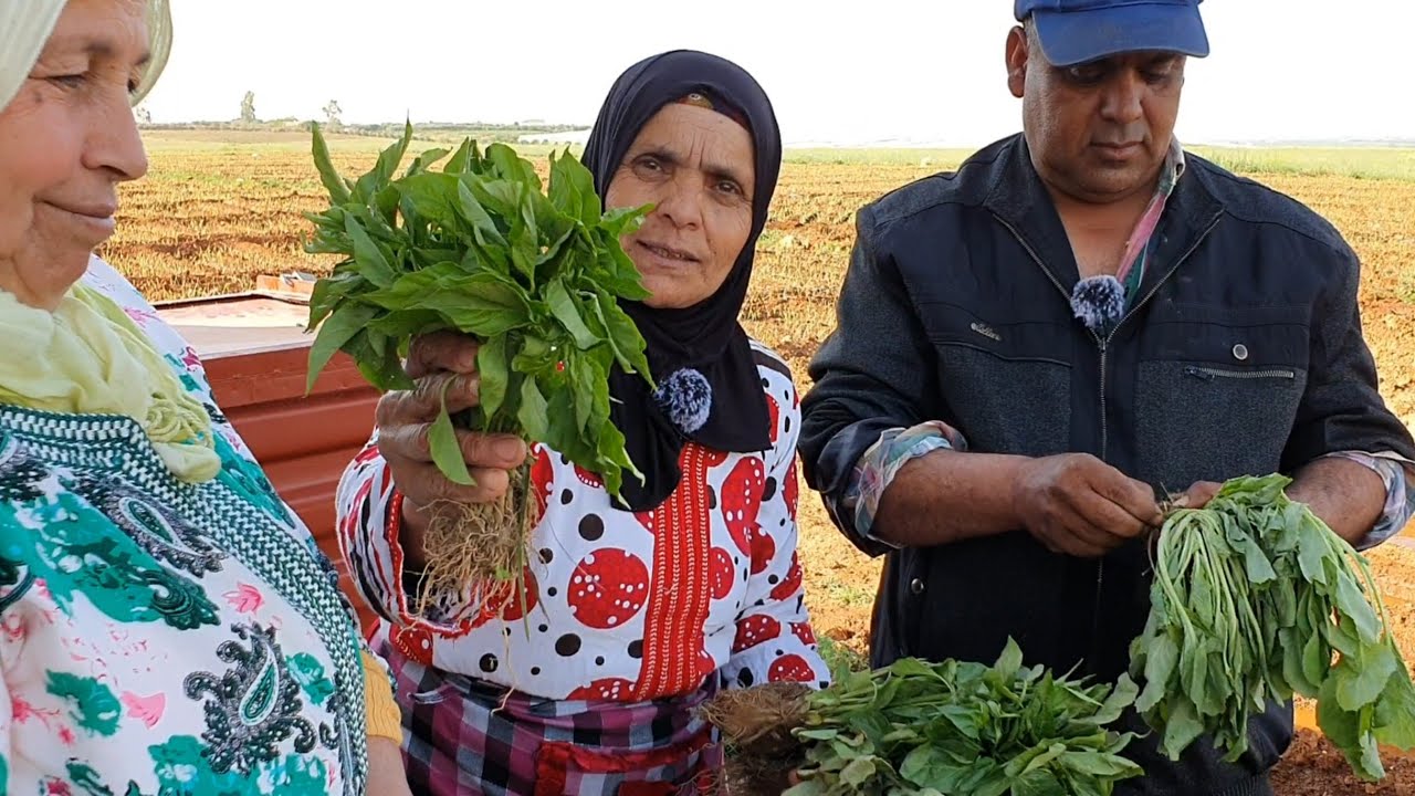 طريقة زراعة بعض الخضر مع إبن لالة حادة