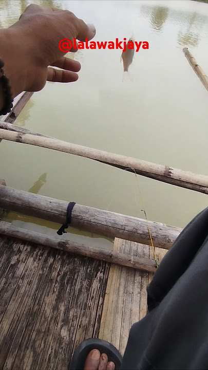 kondisi ikan lalawak di bendungan sadawarna