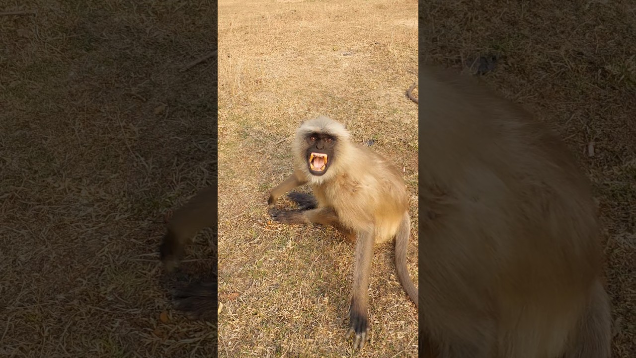 This Is NOT Anger… This Is a Warning 🐒⚠️!