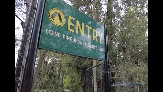 Indooroopilly - Lone Pine Koala Sanctuary Walk Through (4K)