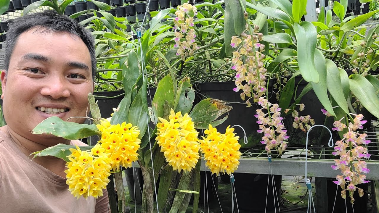 Ngắm vài chục loài Lan nở và chuyện hoa Lan.