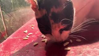 cute cat video #shots #cat by Vishvasichalum illenkilum 32 views 1 month ago 15 seconds