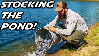 STOCKING THE FARM POND WITH WILD BLUEGILL 