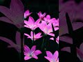 beautiful rain Lily flower. https://youtu.be/_vUML3AYCyQ #shortvideo #shorts #viralvideo #viral