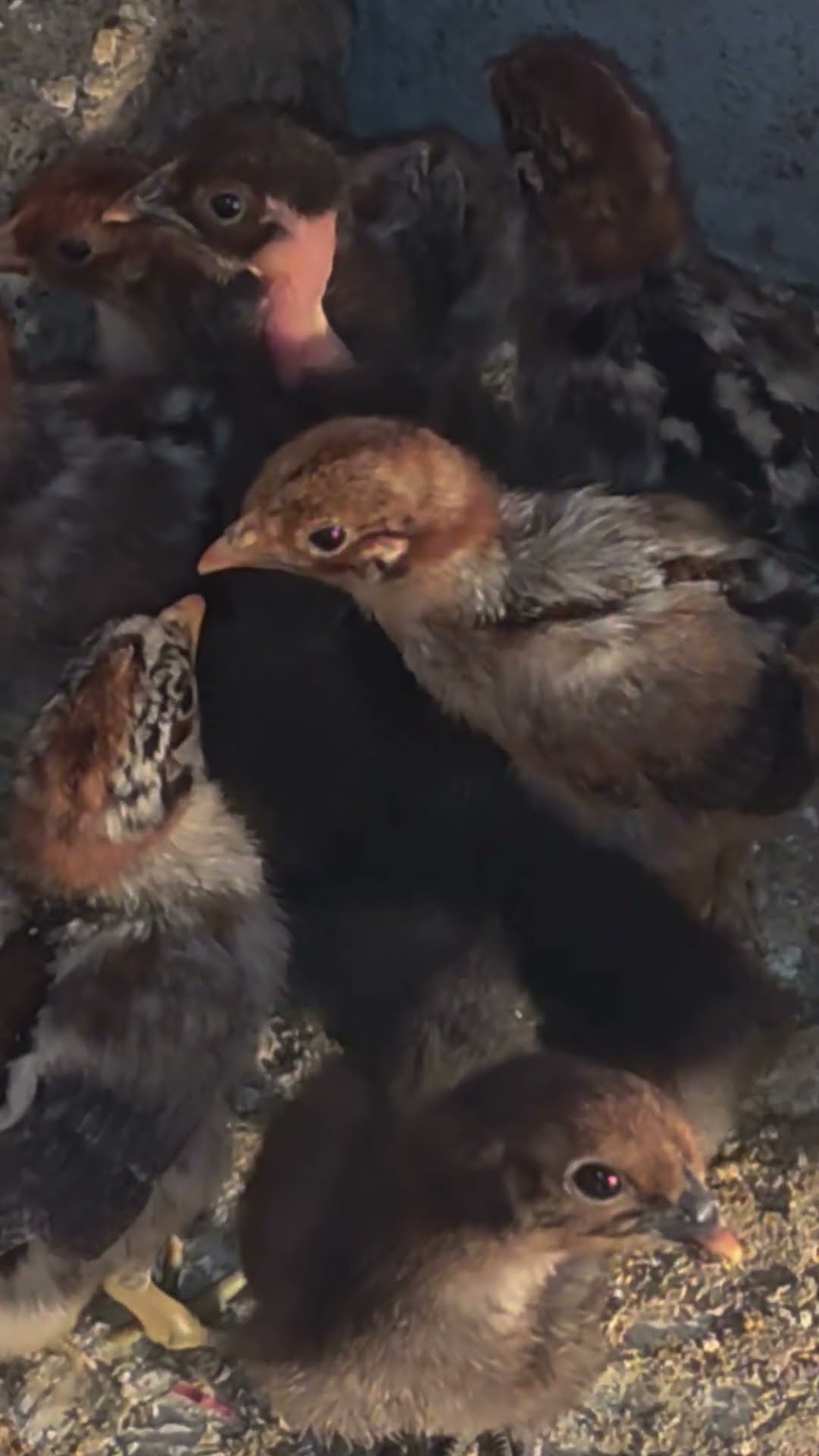 🌴Kanyakumari marthandam karungal 🌴 - ShareChat