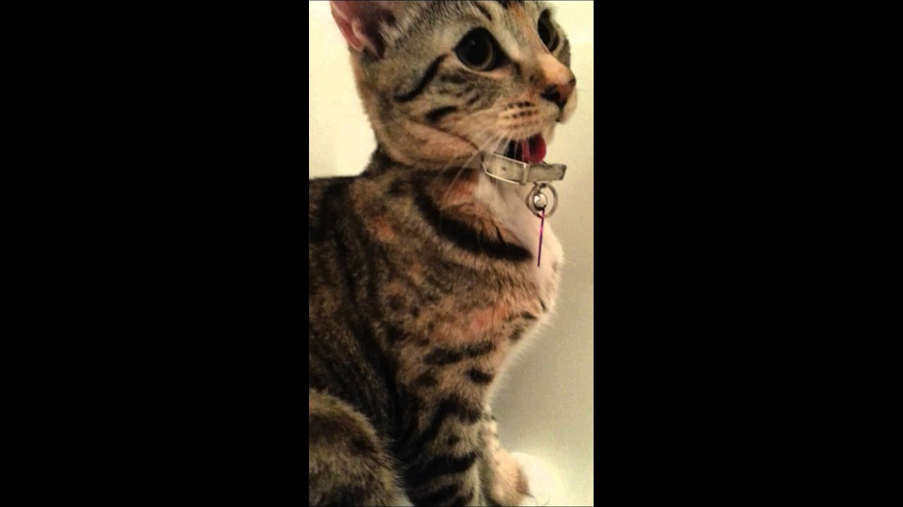 Kitty Collar Trouble YouTube