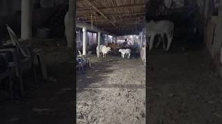 Jumping Most😡Dangerous and Biggest Young Red Cow of Sardar cattle farm for💕 2026#viral #trending