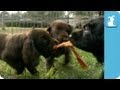 Adorable Field Spaniel Puppies - Puppy Love の動画、YouTube動画。