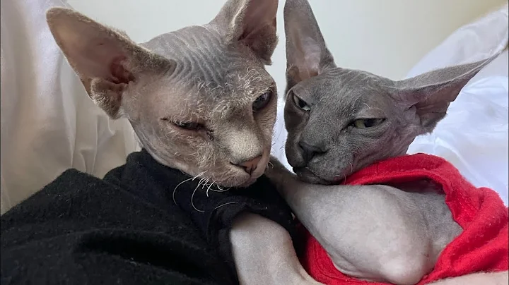 Video 4775131: sphynx, hairless cat babies