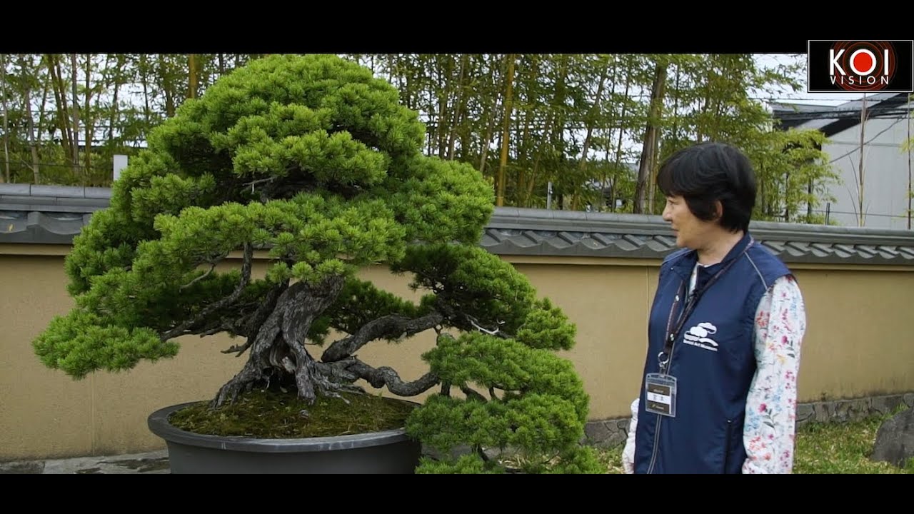 VISITING THE BONSAI ART MUSEUM - OMIYA JAPAN