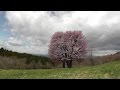 「西蔵王放牧場の大山桜」山形市 の動画、YouTube動画。