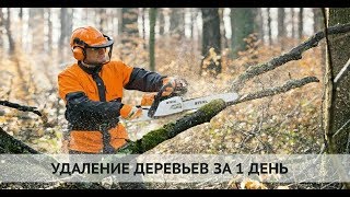 видео Кронирование деревьев и удаление, обрезка способы