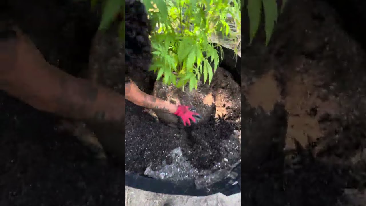 HOW TO TRANSPLANT YOUR CANNABIS PLANT 🌱 (
