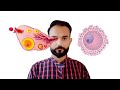 Follicular Ultrasound Names & Complete Detail | How To Check Follicle Size ? | Follicular Monitoring