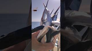 Новый Пилькер на Саргана в Деле. Морская Рыбалка в Ялте