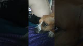 MOST TRENDING VIDEO OF THE MONTH  #funny #viral#shorts#amstaff