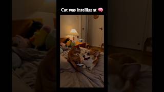 😱 OMG INTELLIGENT CAT DUMB DOG 😱 #intelligentcat #dumbdog #realitytwist #mrbeast #trending #top