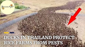 Thousands of ducks released to protect Thai rice fields from pests