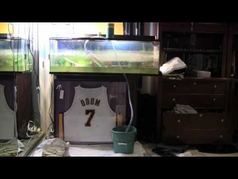 How To: Clean a Turtle Aquarium