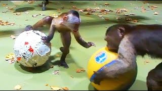 Funny Monkeys playing Ball   Affen beim Ballspiel  Cute Animals screenshot 5