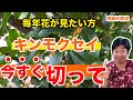 キンモクセイは今すぐに切って下さい【庭師が解説】初心者でも分かりやすいのは秋がオススメの話