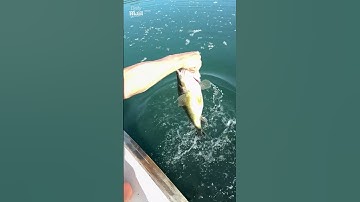 Man catches fish with his bare hands