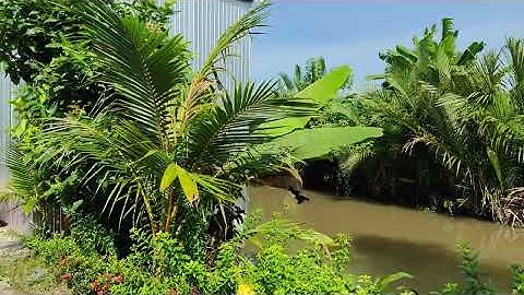 Nền 500m2 (10 x 50) Lộ xe 7 chỗ tới đất | Nhơn Nghĩa A Châu Thành A Hậu Giang giáp ranh Phong Điền.