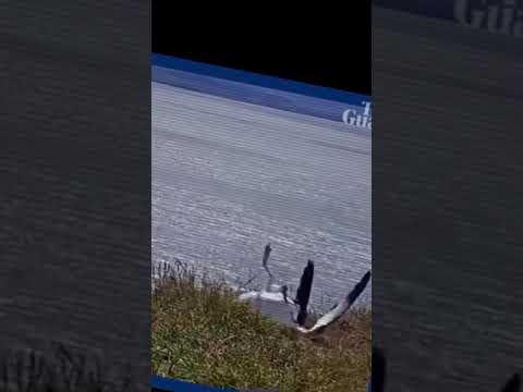 Albatross Crash Landing