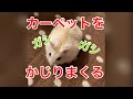 【ハムスターが可愛いだけ】1得意ワザ「カーペットガシガシ」