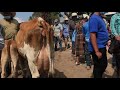 Vacas paridas. San Rafael luego de Semana Santa.