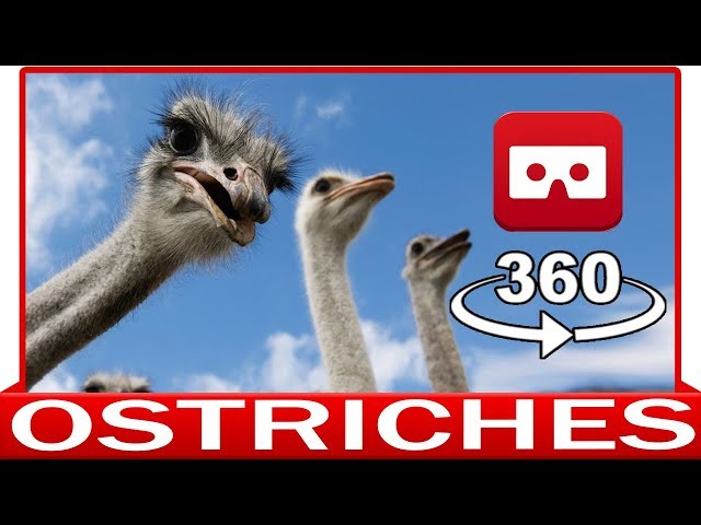 360° VR VIDEO - OSTRICHES - DISCOVERY NATURE & ANIMAL - VIRTUAL REALITY 3D