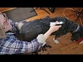 These clippers cut my grooming time in half!
